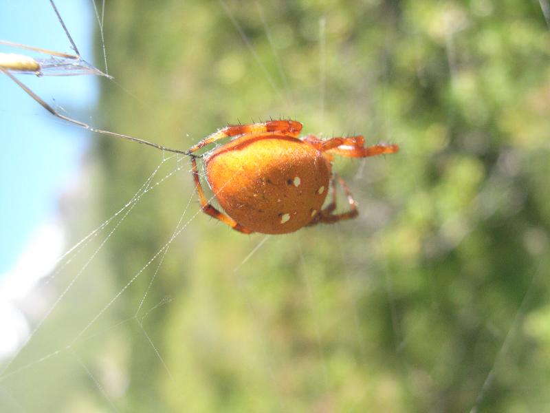 Araneus diadematus  e  Araneus quadratus